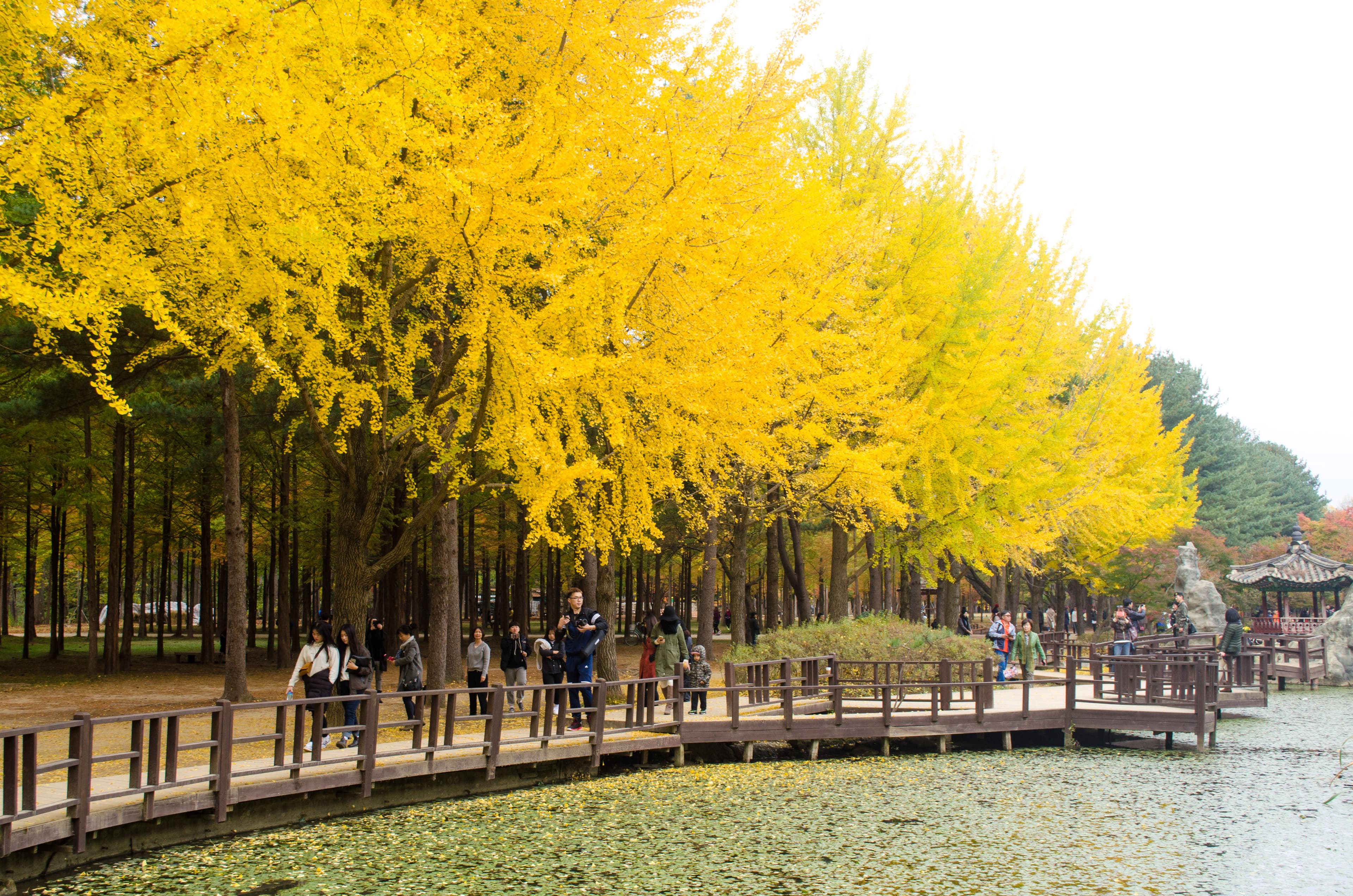 Senderos rodeados de árboles, bosques y paisajes naturales de la Isla Nami, con el río Han como entorno.