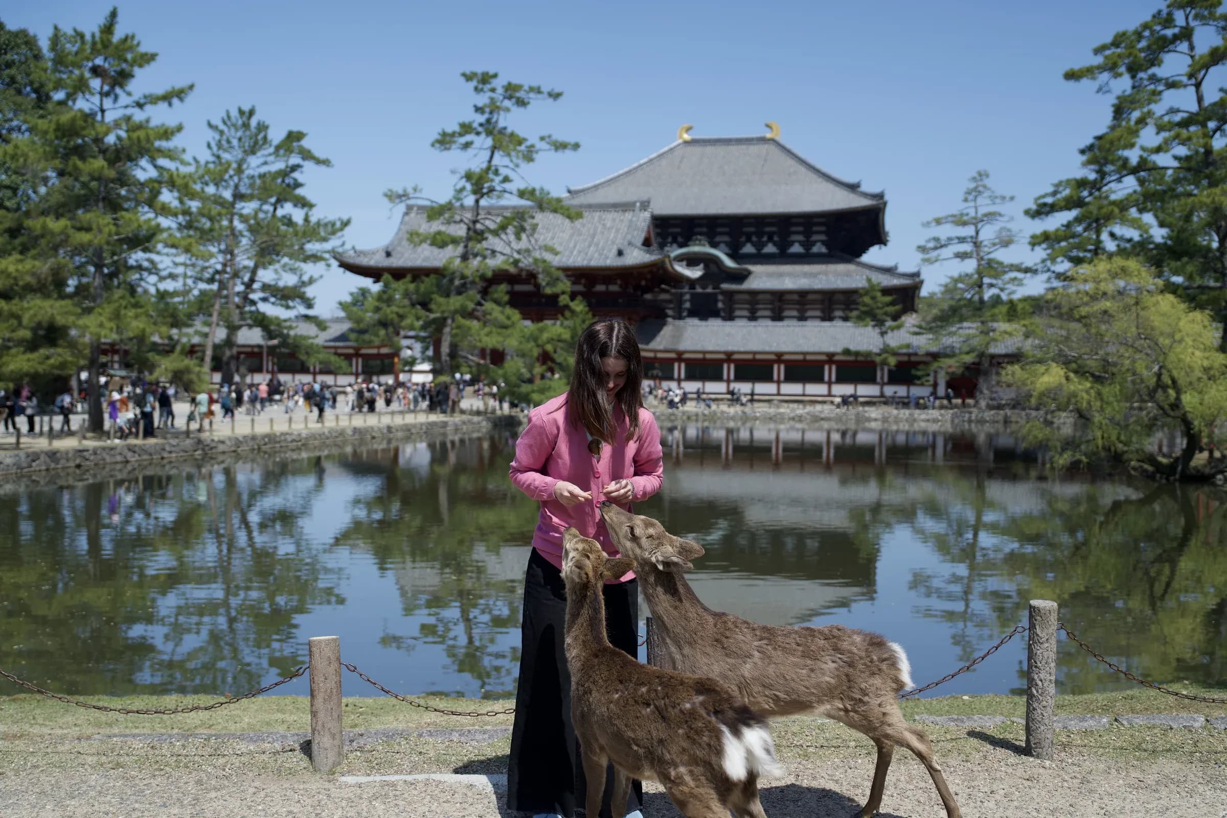 ciervos de Nara